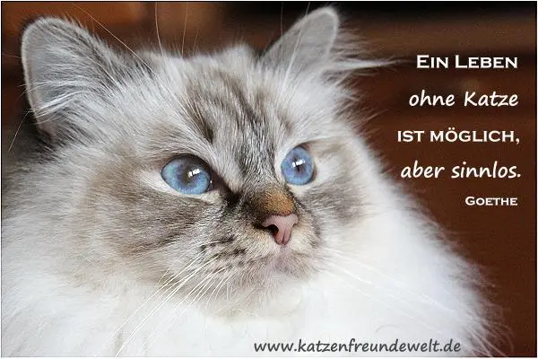 Condolence image of Jutta mit Flash im ❤️