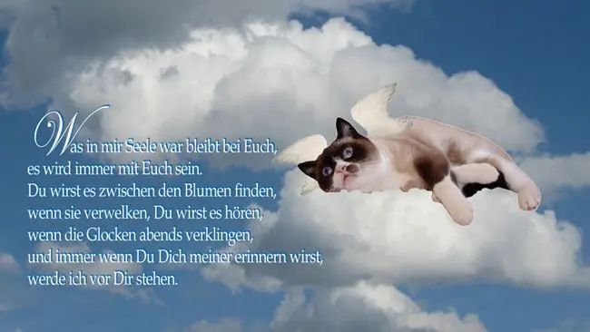 Condolence image of Elisabeth mit Marple im Herzen