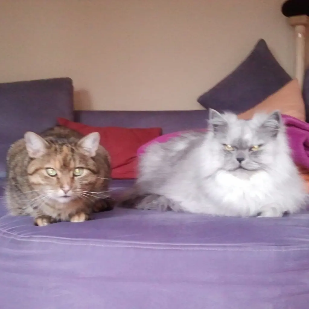 Condolence image of Daniela mit Pauline im ♥️ (+27.05.2021)