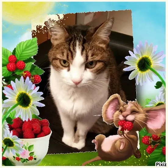 Condolence image of Patricia mit Bunny ❤️