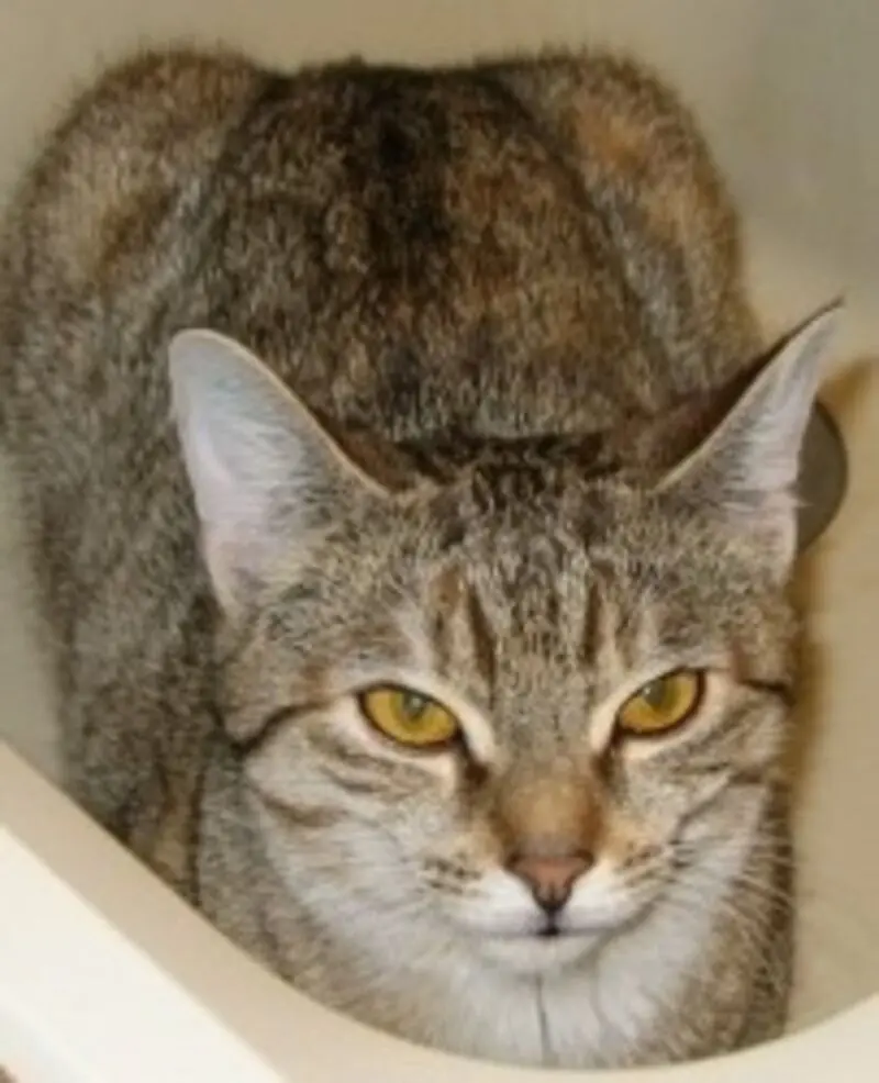 Condolence image of Elisabeth mit Marple im ♥