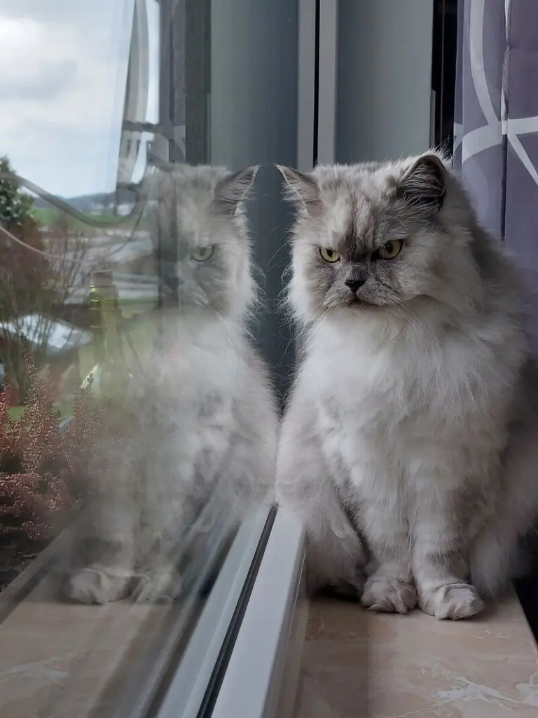 Condolence image of Leonie für Sternenprinz Timmy ♥️