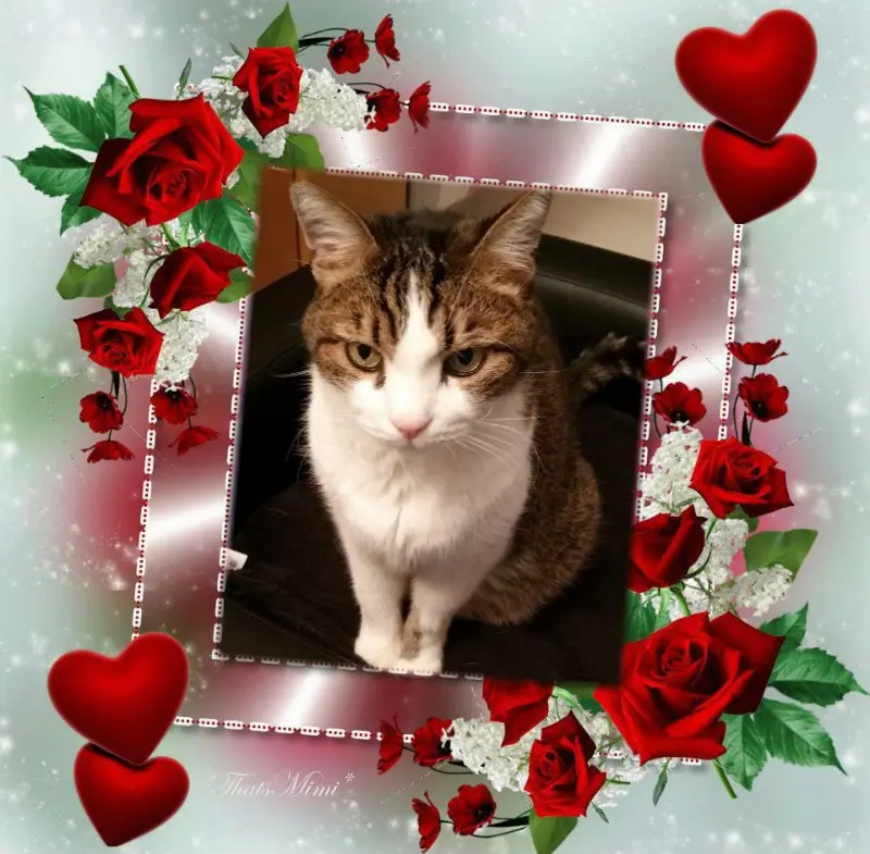 Condolence image of Patricia mit Bunny ❤