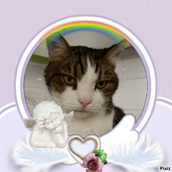 Condolence image of Patricia mit Bunny ❤