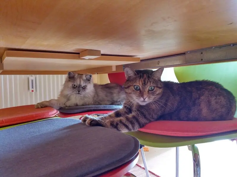 Condolence image of Daniela mit Pauline im ♥️ (+27.05.2021)