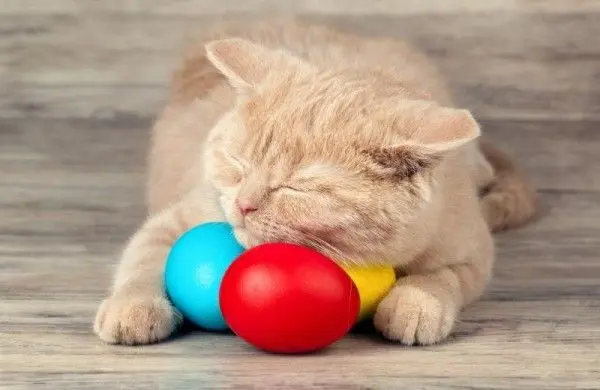 Condolence image of Post von Timmy ♥️