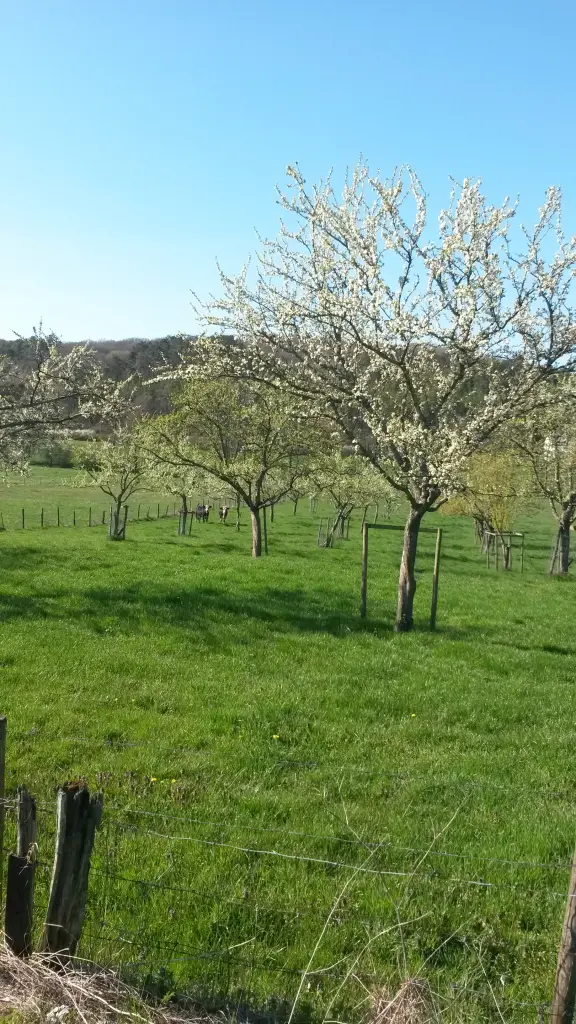 Condolence image of Corinna mit Emma, Pummelchen und anderen Sternlein im ❤️