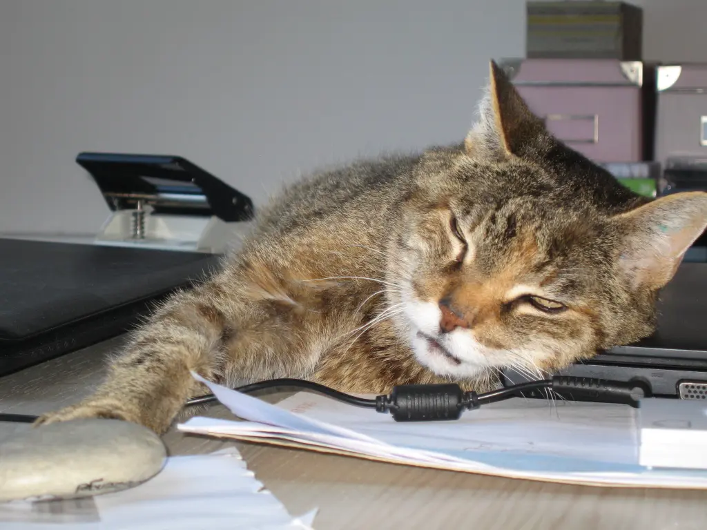 Condolence image of Elisabeth mit Marple im ♥