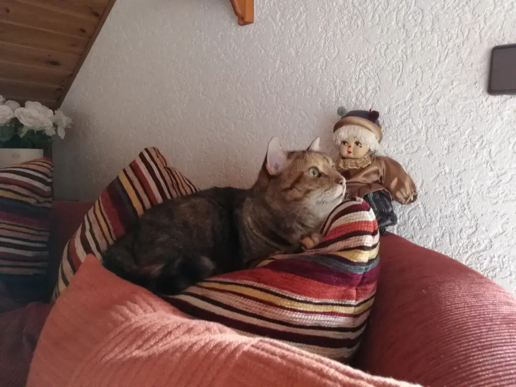 Condolence image of Daniela für Sternenkind Timmy ♥️