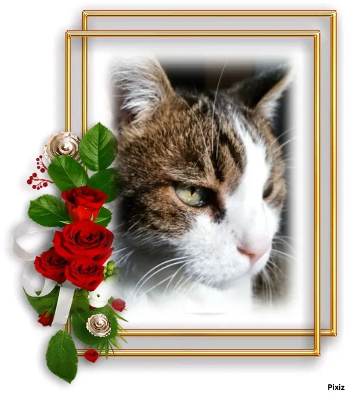 Condolence image of Sternchenpost ⭐