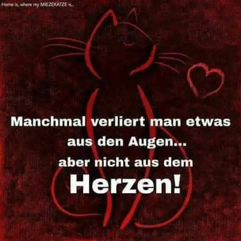 Condolence image of Für das kleine Sternchen Timmy❤️