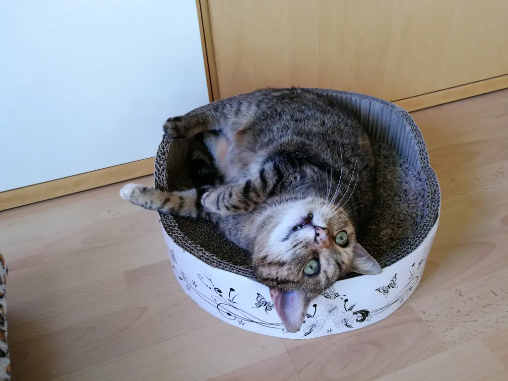 Condolence image of Leonie und Mama Daniela an den Sternenprinz Timmy ♥️