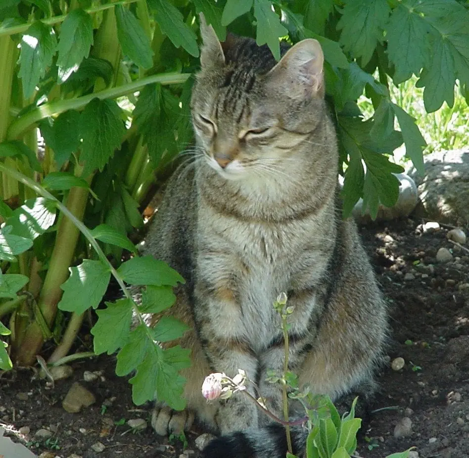 Condolence image of Marple an Timmy