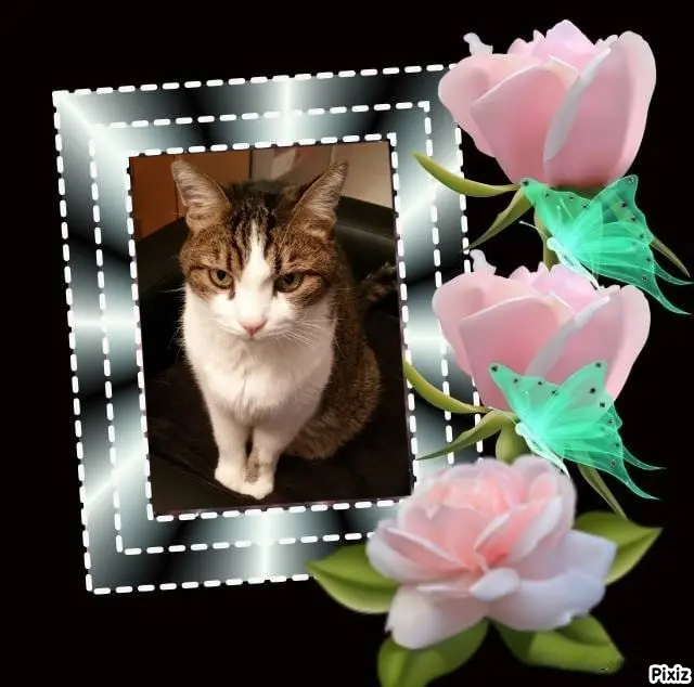 Condolence image of Patricia mit Bunny ❤