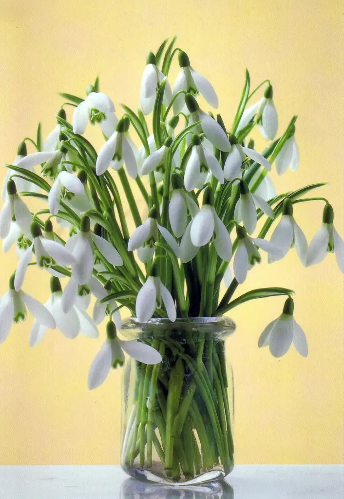 Condolence image of Elisabeth mit Marple im Herzen