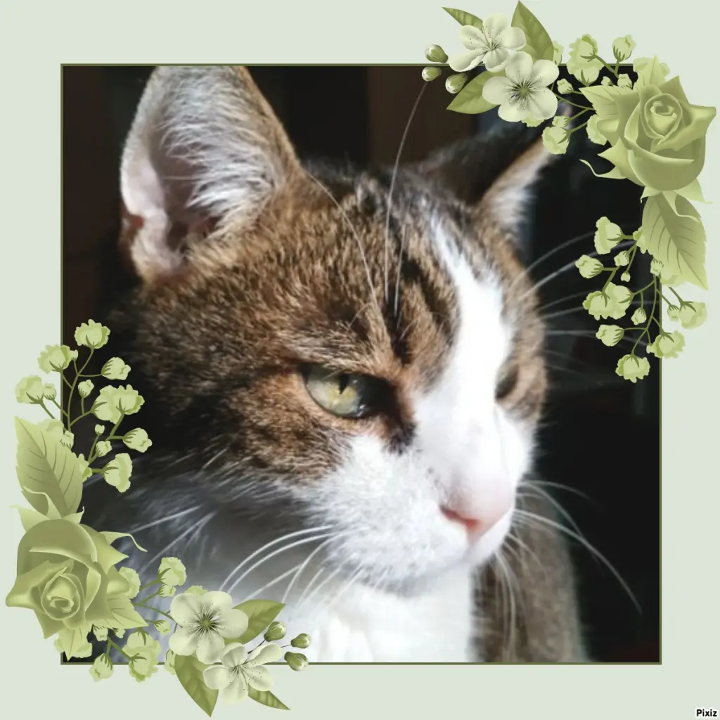 Condolence image of Patricia mit Bunny ❤