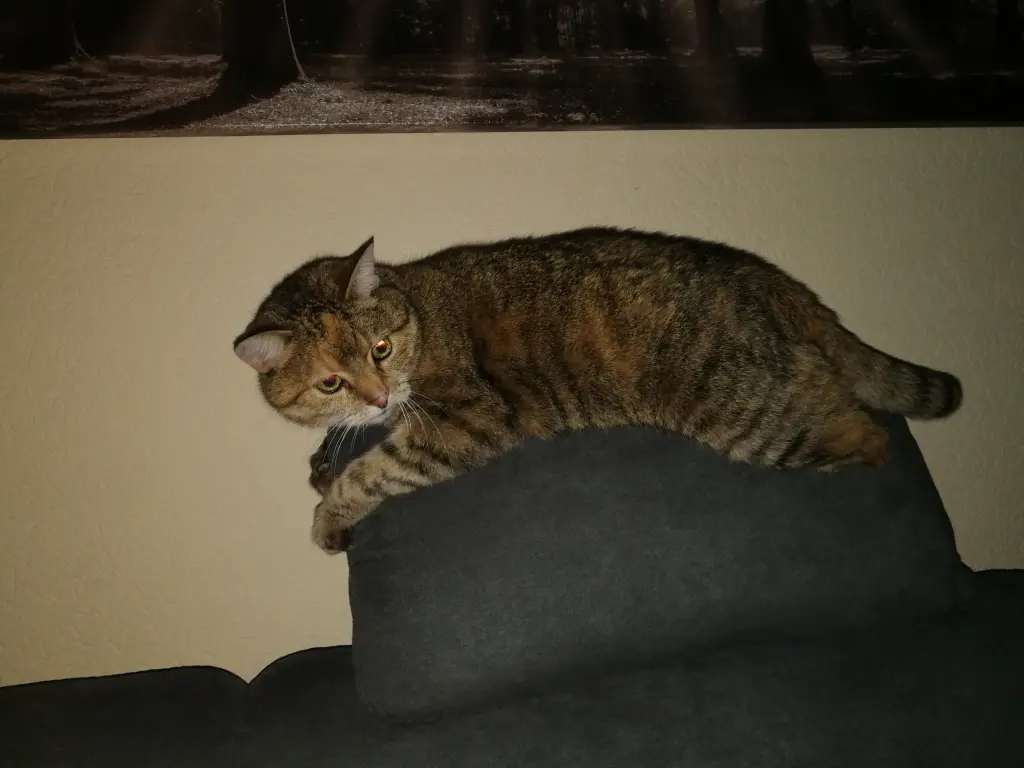 Condolence image of Daniela mit Pauline im ♥️ (+27.05.2021)