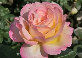 Condolence image of Marple mit Elisabeth