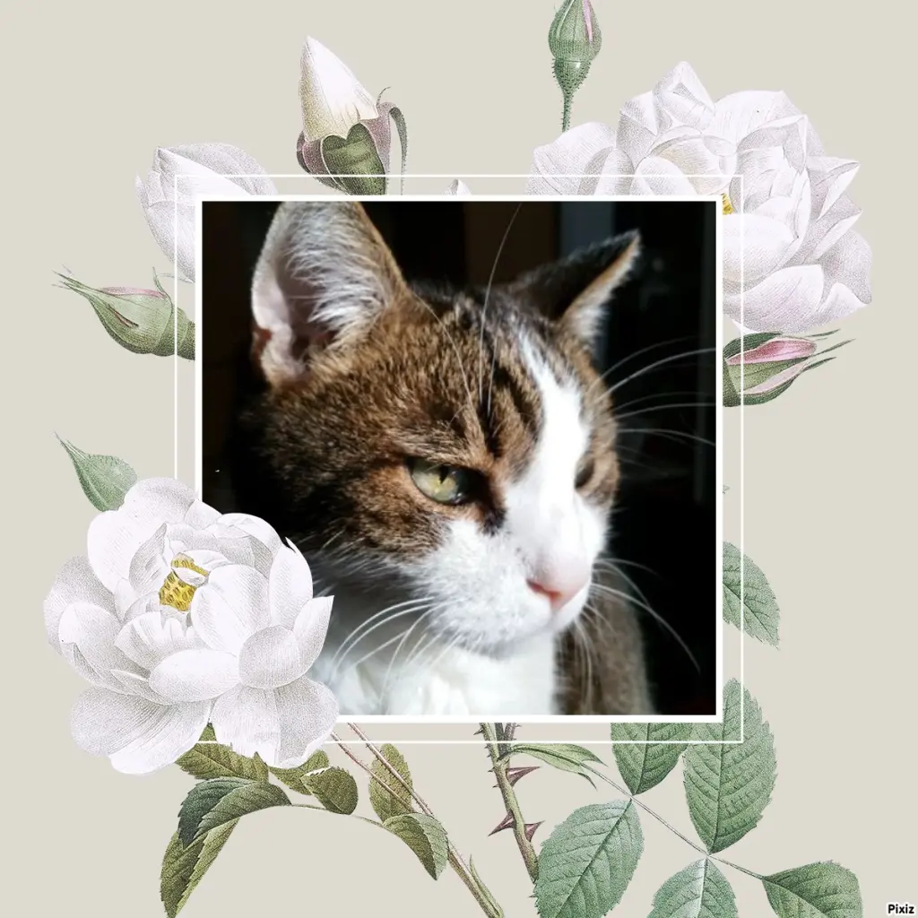 Condolence image of Patricia mit Bunny ❤