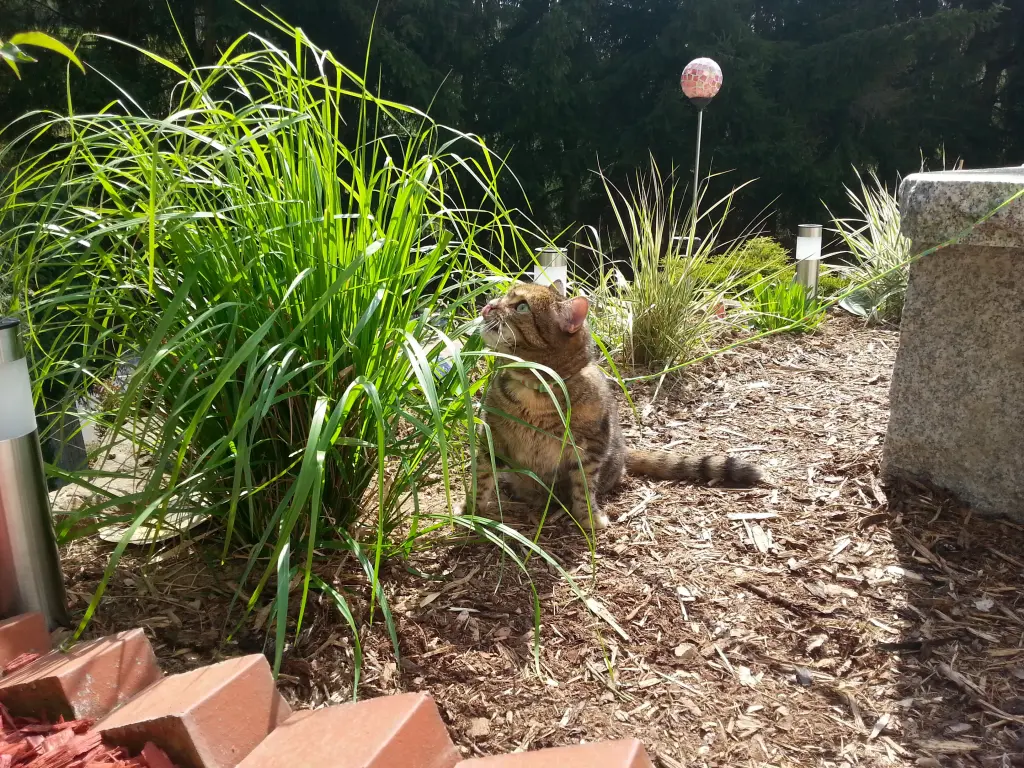 Condolence image of Daniela Mit Pauline im ❤️