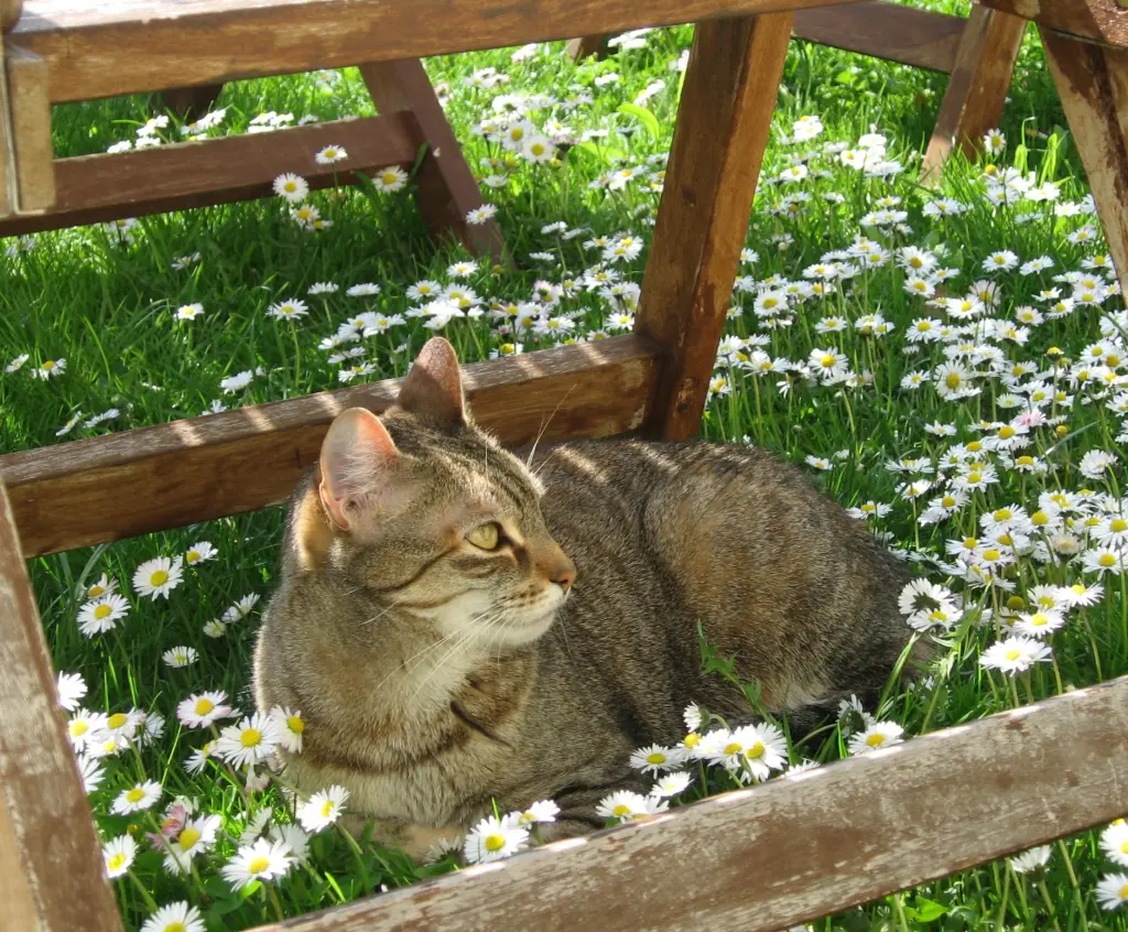 Condolence image of Elisabeth mit Marple im Herzen