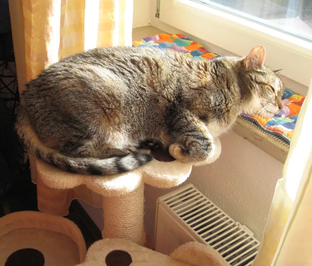 Condolence image of Elisabeth mit Marple im Herzen