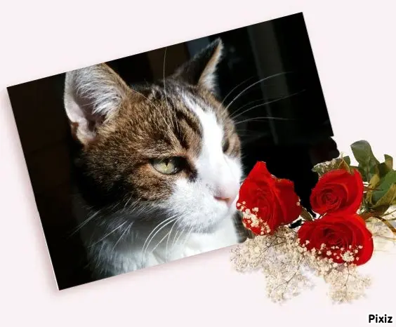 Condolence image of Patricia mit Bunny ❤