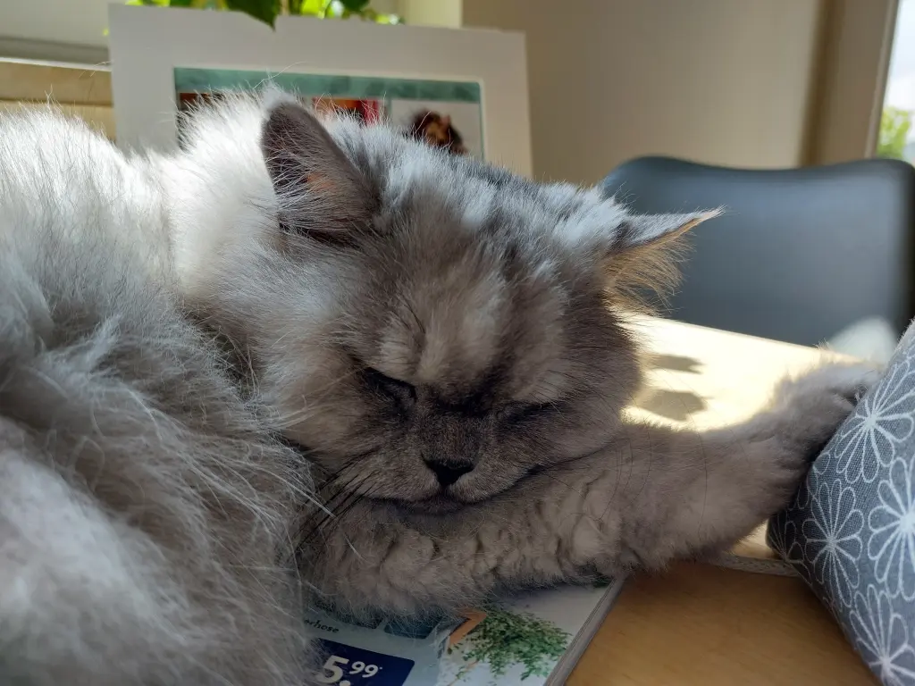 Condolence image of Daniela für Timmy ♥️