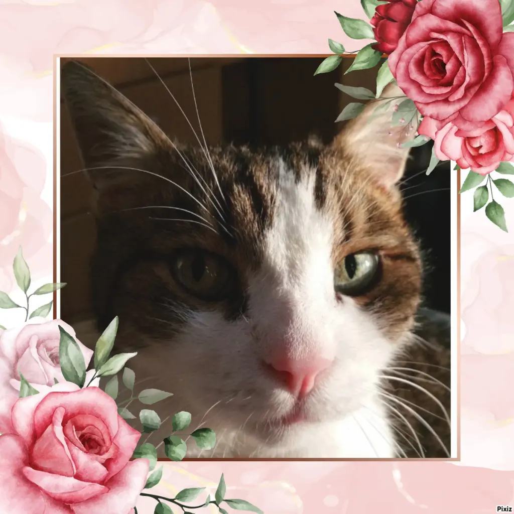 Condolence image of Patricia mit Bunny ❤