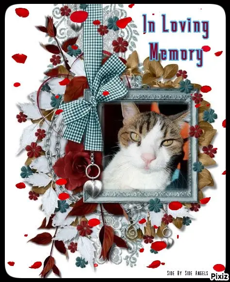 Condolence image of Von Deinem Frauchen Tanja ❤