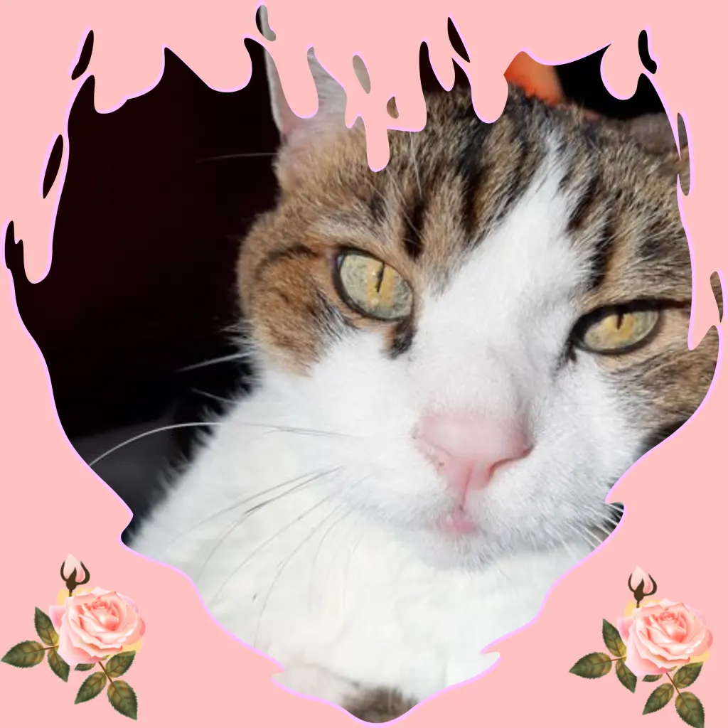 Condolence image of Corinna mit Emma, Pummelchen und anderen Sternlein im Herzen