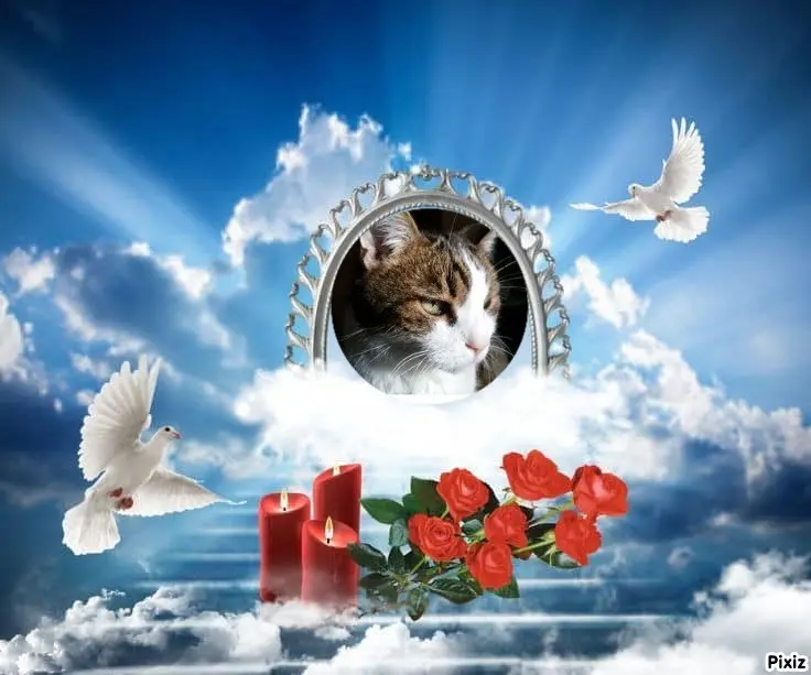 Condolence image of Sternchenpost ⭐