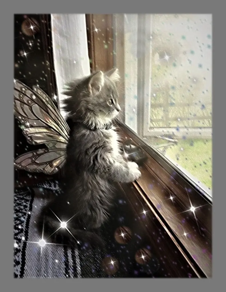 Condolence image of Sabine mit Kaspar tief im Herzen