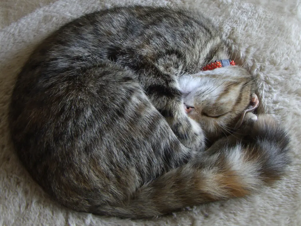 Condolence image of Daniela für Timmy ♥️ und Tanja