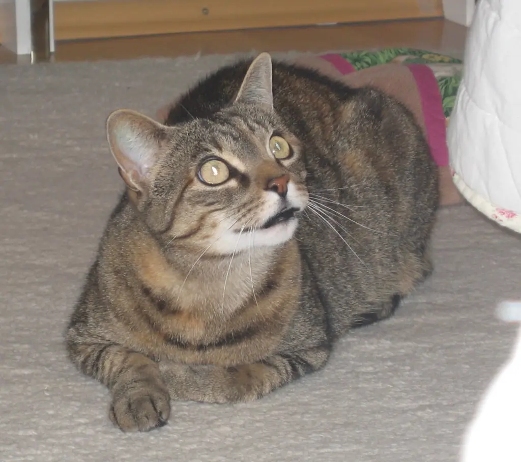 Condolence image of Elisabeth mit Marple im Herzen