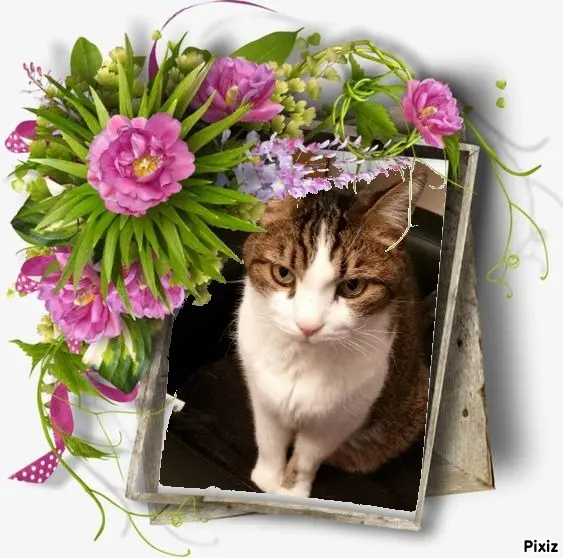 Condolence image of Patricia mit Bunny ❤