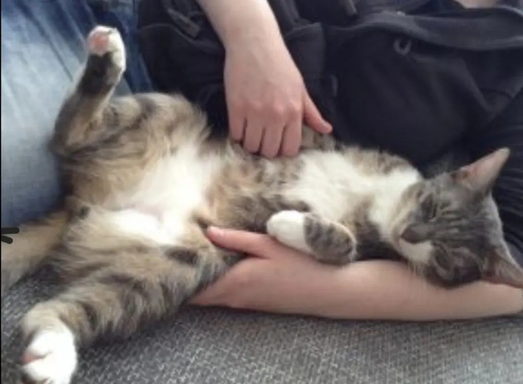 Condolence image of Daniela mit Pauline im ♥️ (+27.05.2021)