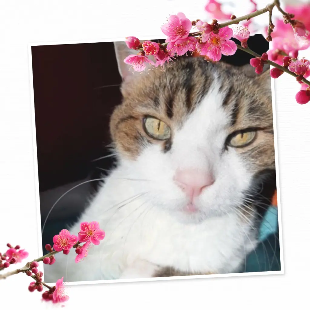 Condolence image of Andrea mit Minki im ♥️