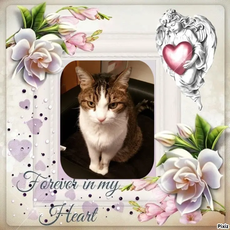 Condolence image of Patricia mit Bunny ❤