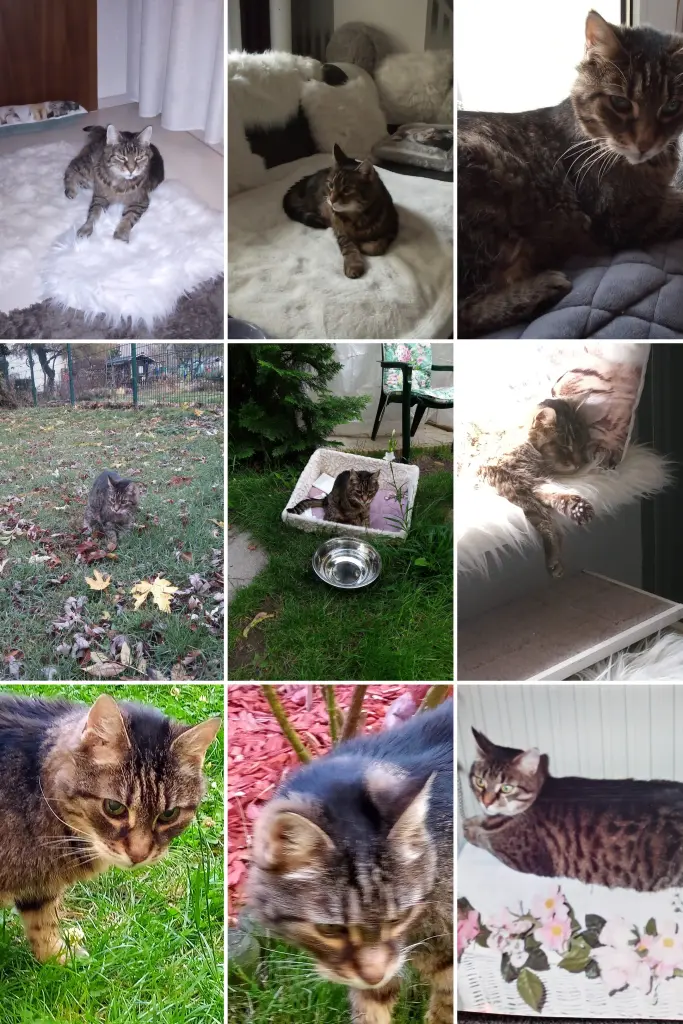 Condolence image of Für das kleine Sternchen Timmy ❤️