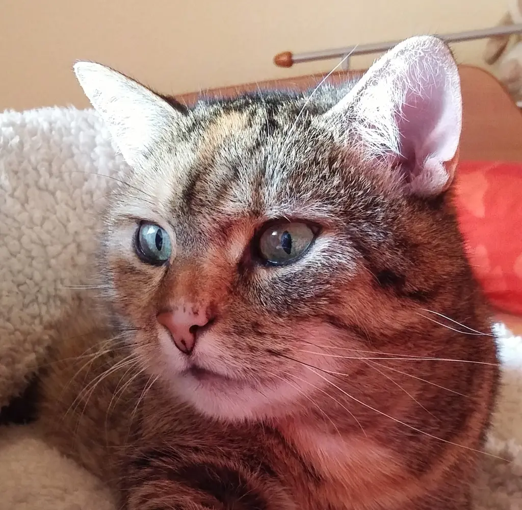 Condolence image of Pauline und Daniela für den Sternenprinz Timmy ♥️