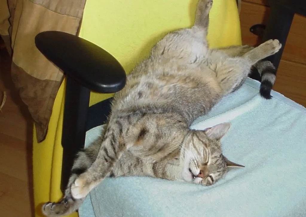 Condolence image of Marple an Timmy und Timmys Mama