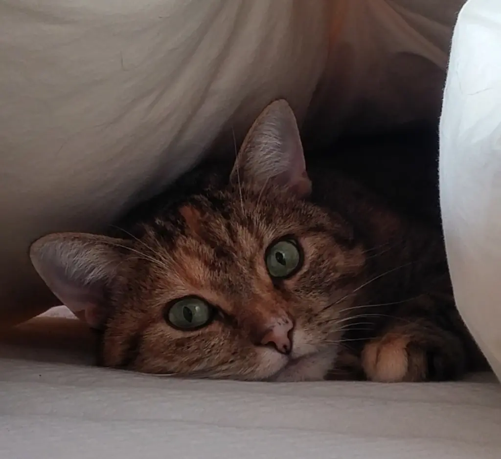 Condolence image of Pauline an den Sternenprinz Timmy ♥️