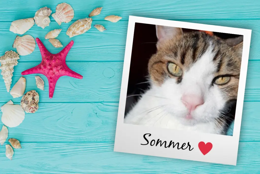 Condolence image of Post von Timmy ♥️