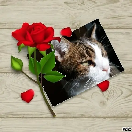 Condolence image of Patricia mit Bunny ❤