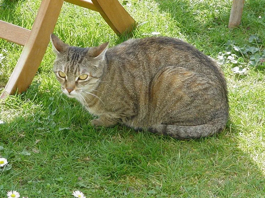 Condolence image of Marple an Timmy