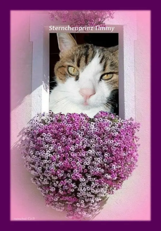 Condolence image of Sabine mit Kaspar tief im Herzen