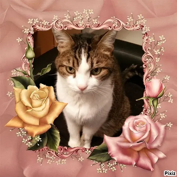 Condolence image of Patricia mit Bunny ❤