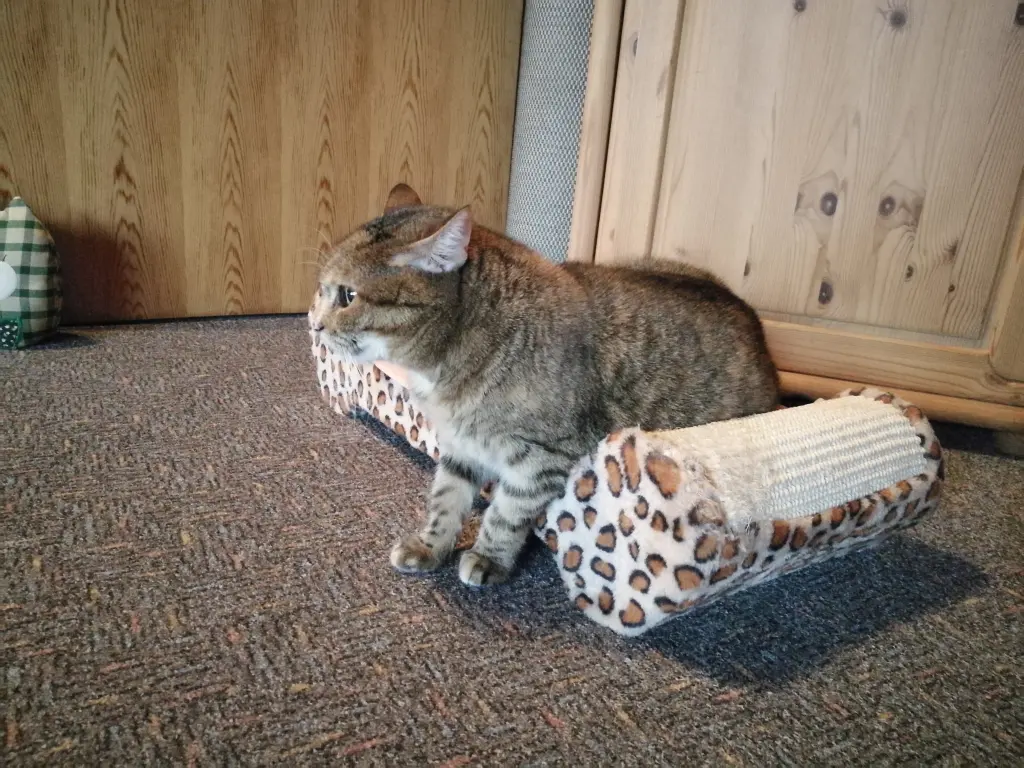 Condolence image of Daniela an den Sternenprinz Timmy ♥️