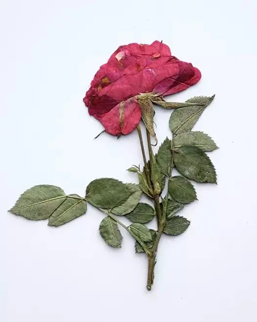 Condolence image of Elisabeth mit Marple im ♥